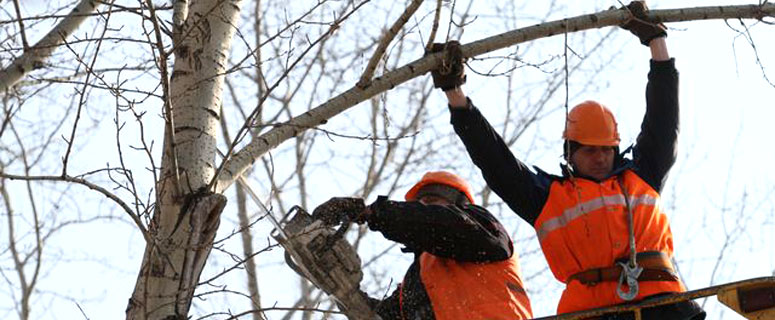 Старые тополя, угрожающие здоровью - что с ними делать? Отвечает Кирилл Кобзев