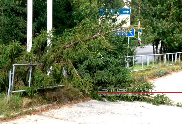 Неизвестные вандалы срубили хвойные деревья на одной из центральных улиц