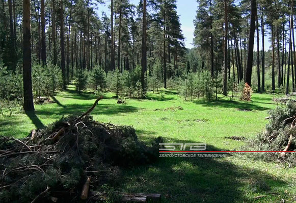 Горожане пожаловались на вырубку деревьев в лесу, который находится в районе садового товарищества «Булат-6»