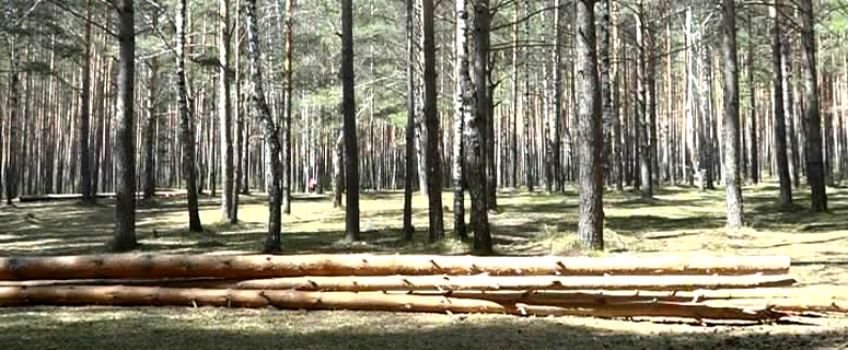 Радикальный способ борьбы за сохранение леса. В Златоусте продолжается сезон санитарных вырубок
