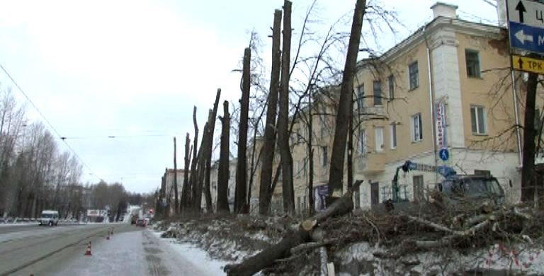 В Златоусте продолжается вырубка полувековых тополей – зачем?