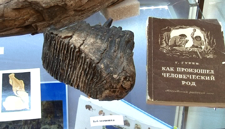 Златоустовцы могут увидеть кости настоящих мамонтов