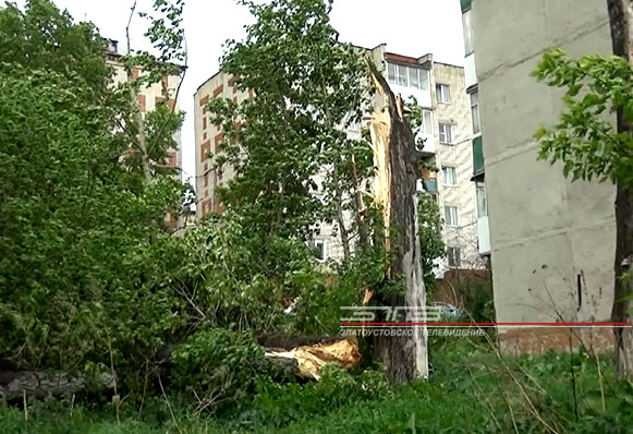 В Златоусте сильный ветер сломал деревья