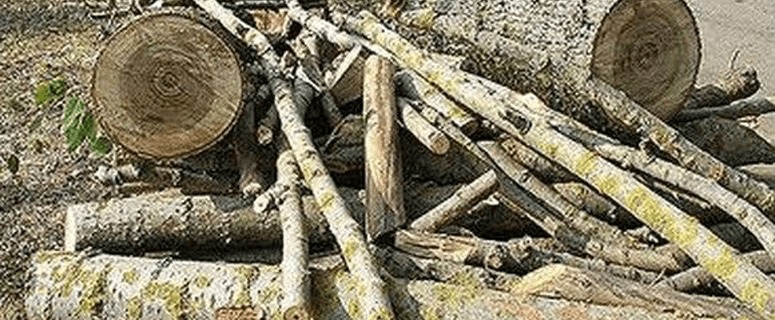 На территориях нескольких детских садов города обрушились тополя